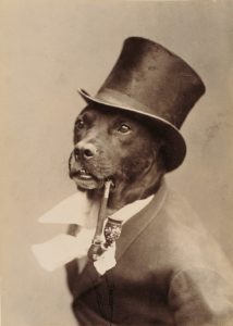 Pipe Smoking Dog Featured in Historical K-9 Photography Exhibit