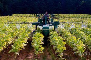 TARIFFS THREATEN TOBACCO PRODUCTS – BLOW TO NC FARMERS