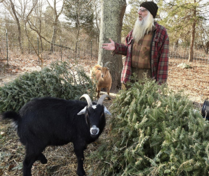 Pet Goats Love Eating Discarded Christmas Trees and Pipe Tobacco