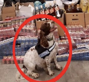 Sniffer Dog Uncovers Bootleg Tobacco