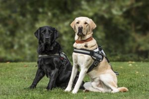 HERFERVILLE HOSTS BENEFIT FOR SOUTHEAST GUIDE DOGS