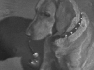 Incredible 1950s Archive TV Footage Shows Dog Smoking a Pipe