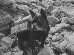 Meet The Dog That Brought Tobacco To Soldiers In The Trenches of WWI