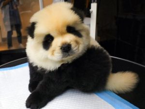 Zoo In China Trying To Pass Off Dyed Dogs As Pandas