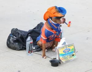 NYC Protesters Renew Outrage Over Alleged Abuse of Pipe-Smoking Mets Dog